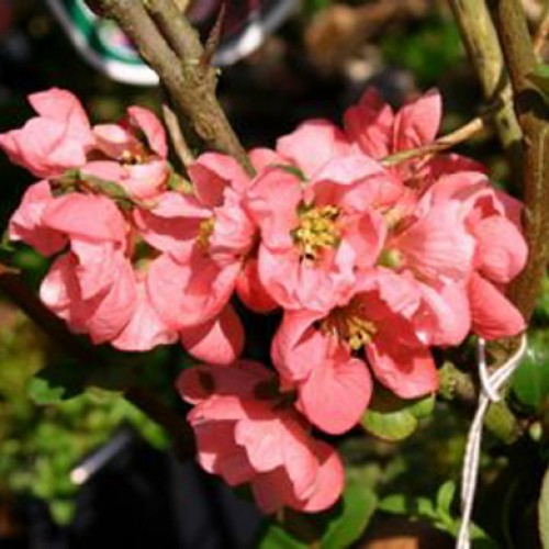 Chaenomeles Pink Lady Japanese Quince | ScotPlants Direct